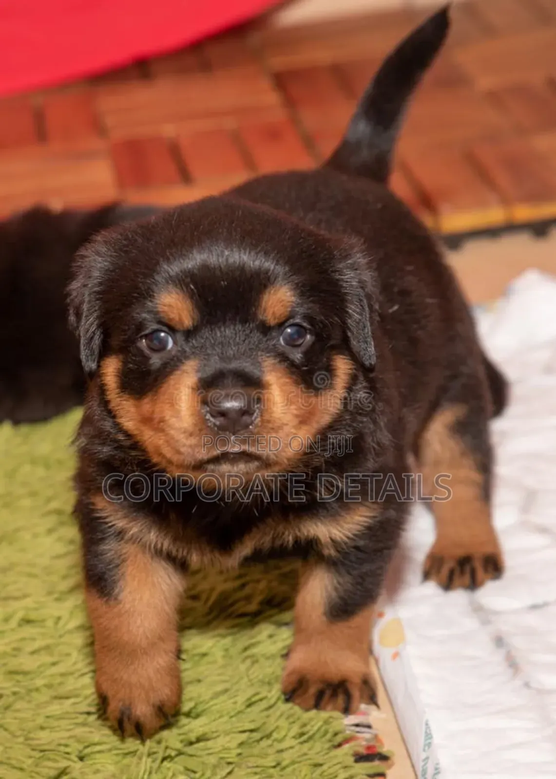 1-3 months Male Purebred Rottweiler