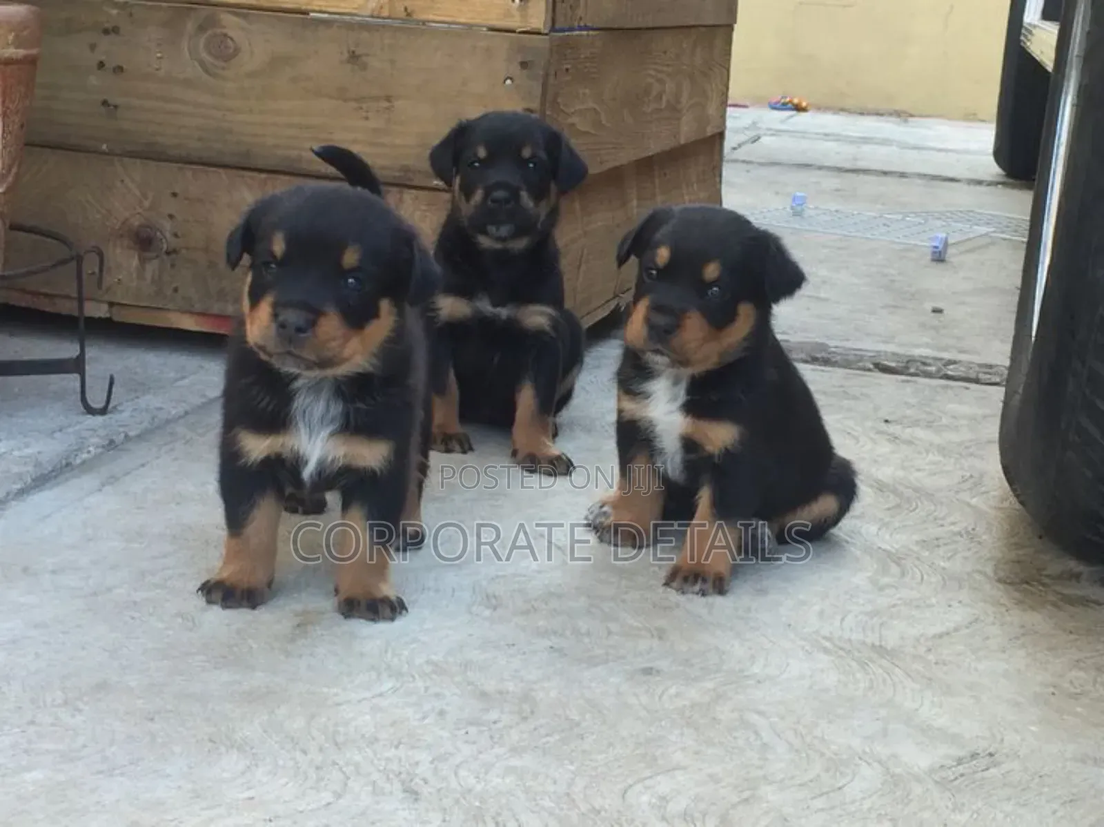1-3 months Male Purebred Rottweiler