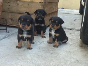 1-3 months Male Purebred Rottweiler