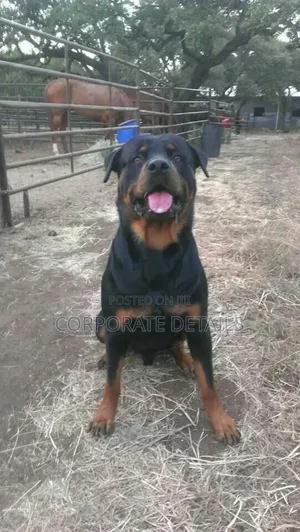 6-12 months Male Purebred Rottweiler