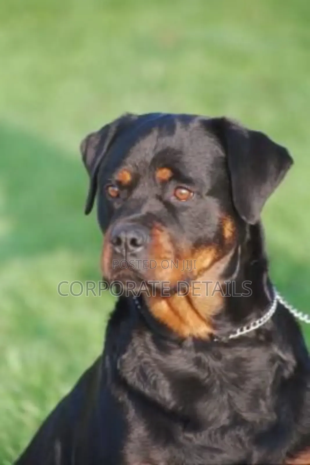 3-6 months Male Purebred Rottweiler