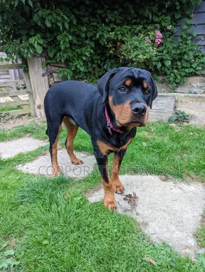 3-6 months Male Purebred Rottweiler