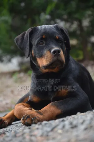 6-12 months Male Purebred Rottweiler