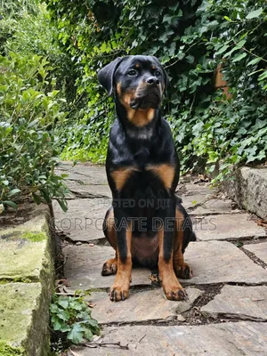 6-12 months Male Purebred Rottweiler
