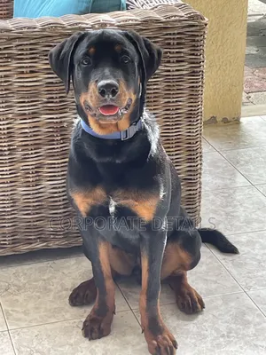 6-12 months Male Purebred Rottweiler