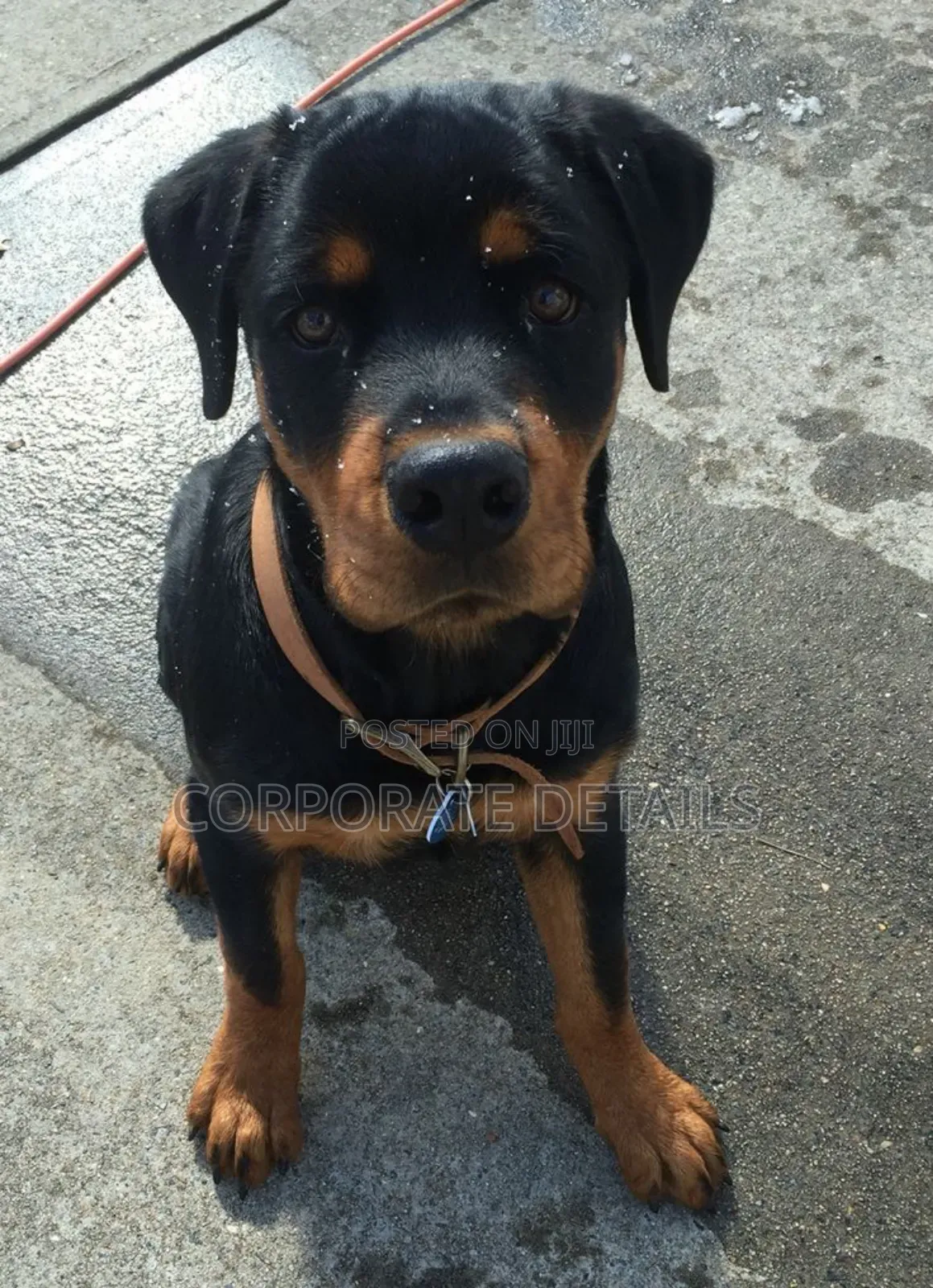 6-12 months Male Purebred Rottweiler