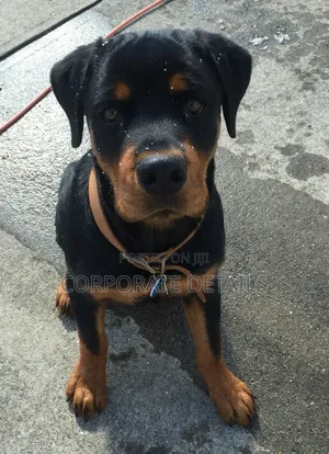 6-12 months Male Purebred Rottweiler