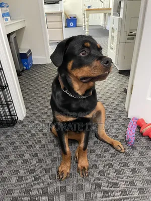 6-12 months Male Purebred Rottweiler