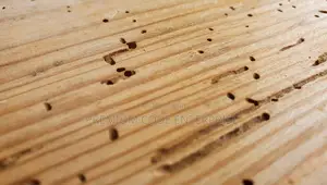 Wood Preservative Termite Killer – Anti-Termite Treatment for Timber