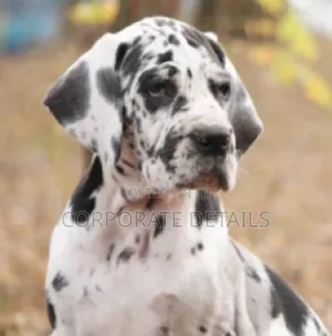 1-3 months Male Purebred Great Dane