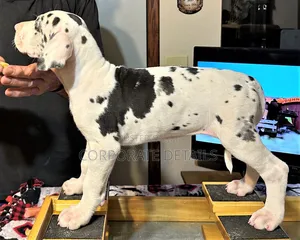 1-3 months Male Purebred Great Dane