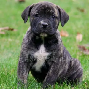 1-3 months Male Purebred Boerboel