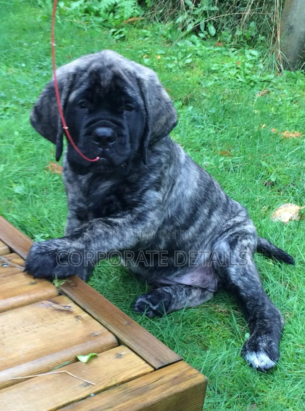 1-3 months Male Purebred Boerboel