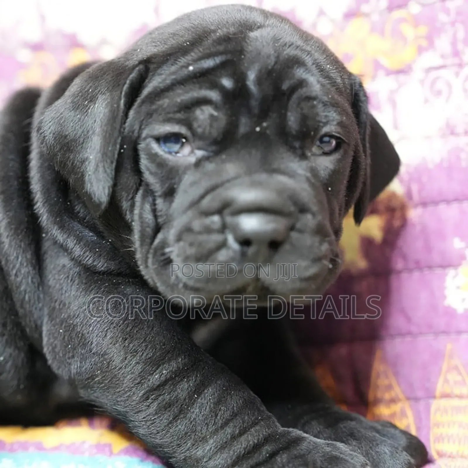 1-3 months Male Purebred Boerboel