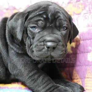1-3 months Male Purebred Boerboel