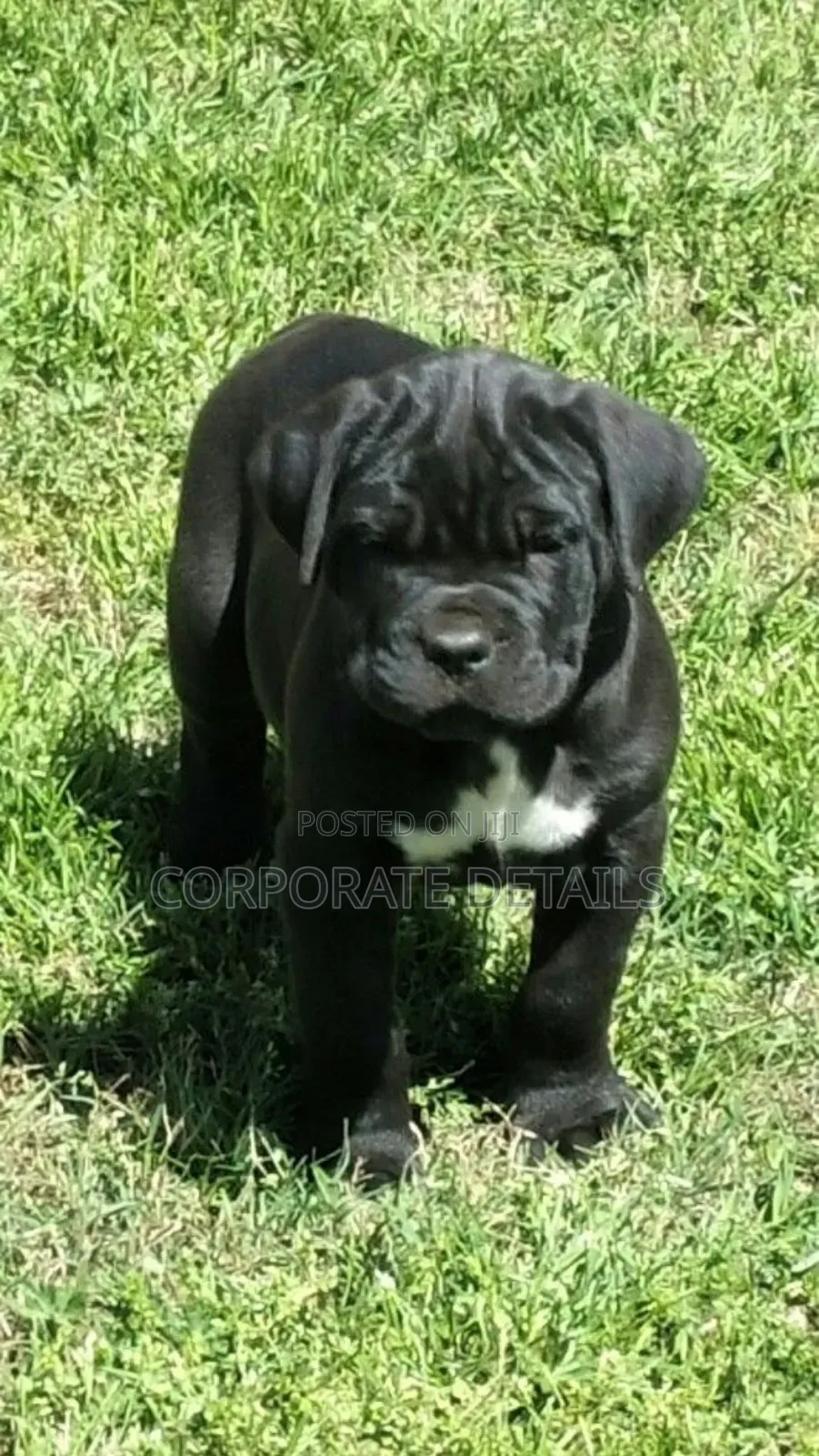 1-3 months Male Purebred Boerboel
