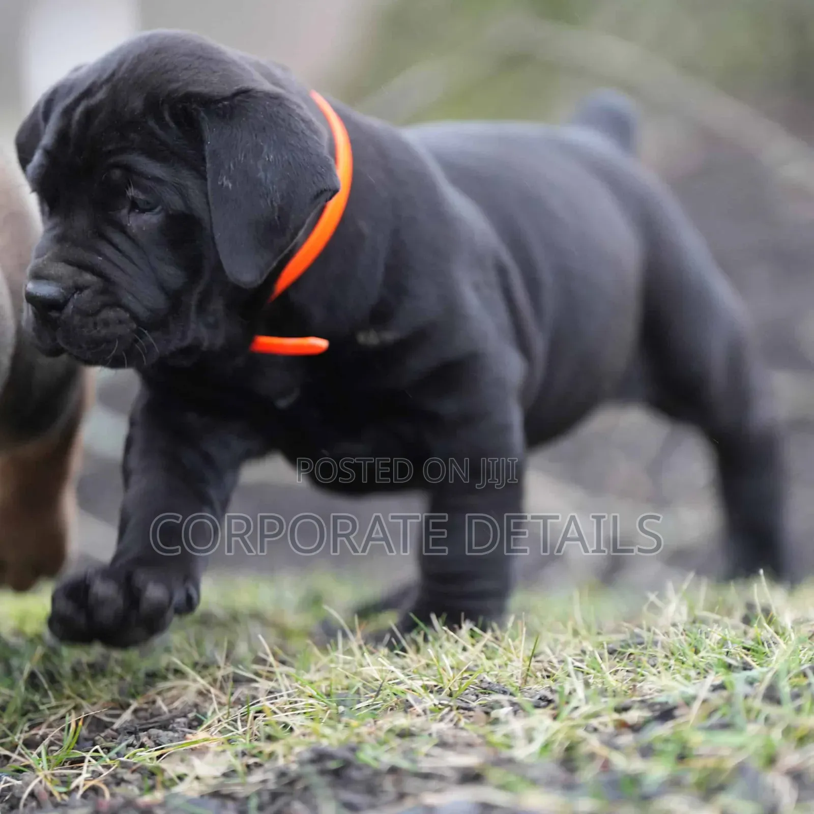 1-3 months Male Purebred Boerboel