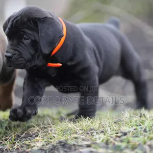 1-3 months Male Purebred Boerboel