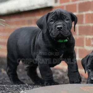 1-3 months Male Purebred Boerboel