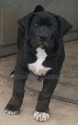 1-3 months Male Purebred Boerboel