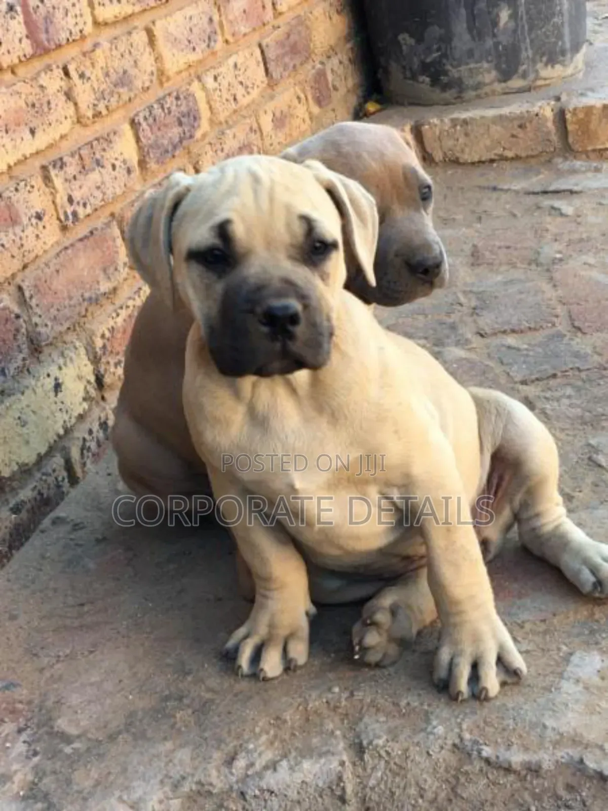 1-3 months Male Purebred Boerboel