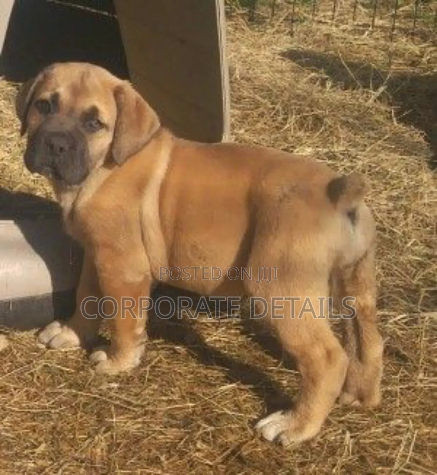 1-3 months Male Purebred Boerboel