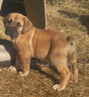 1-3 months Male Purebred Boerboel