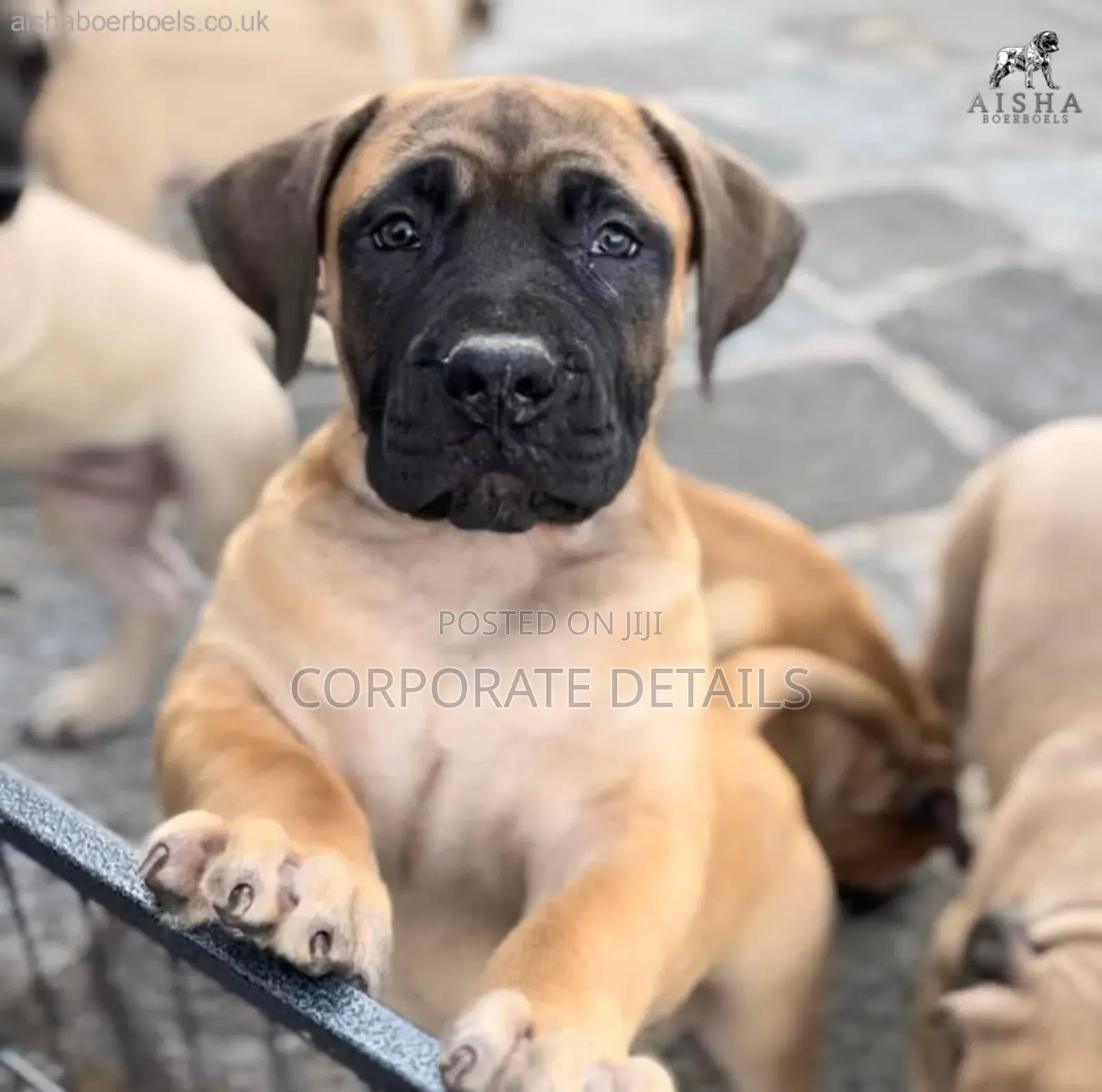 1-3 months Male Purebred Boerboel