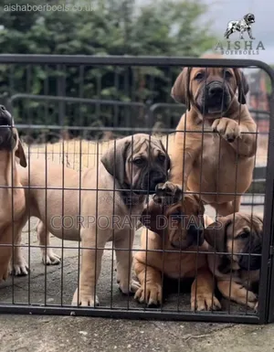 1-3 months Male Purebred Boerboel