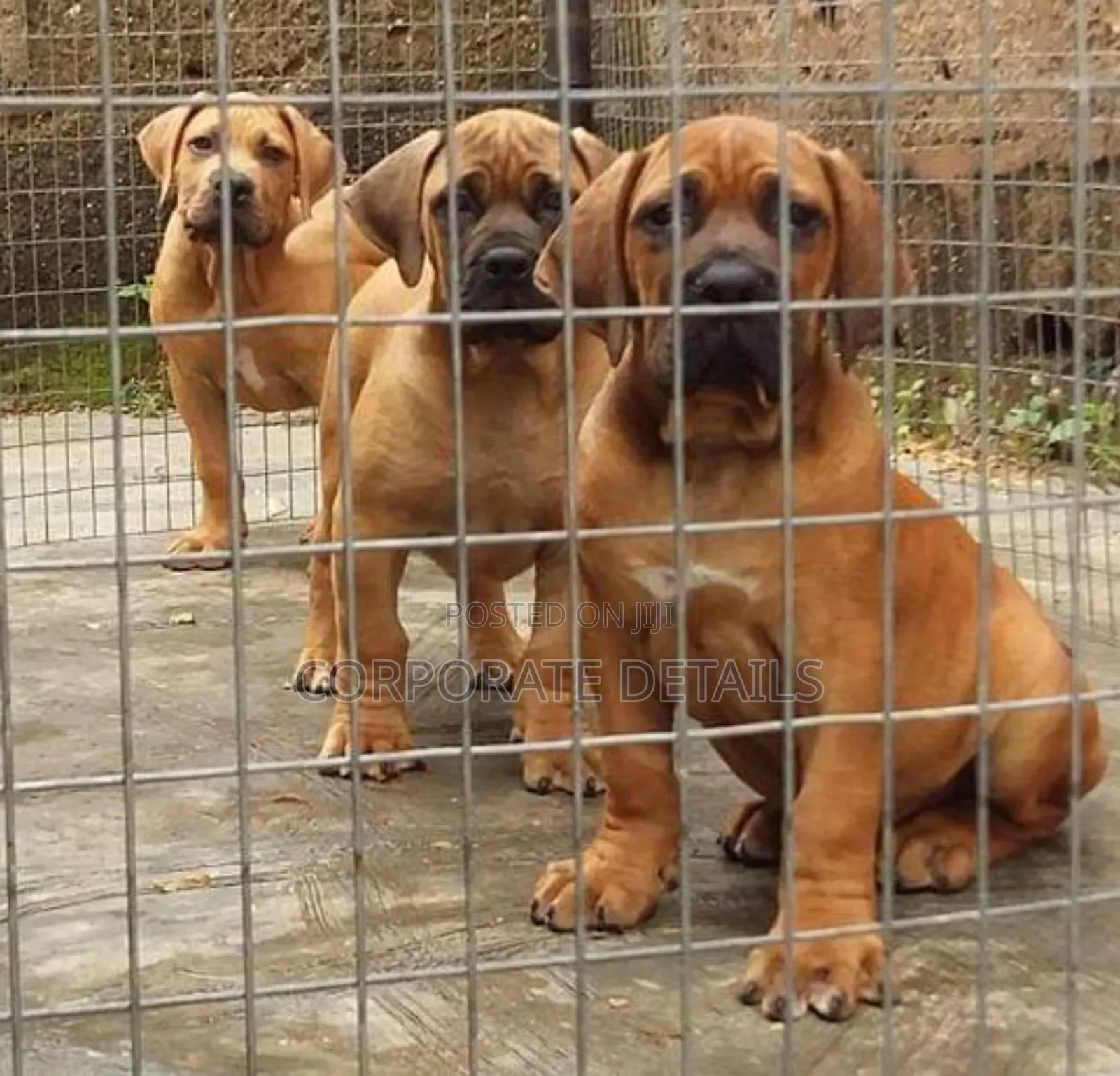 1-3 months Male Purebred Boerboel