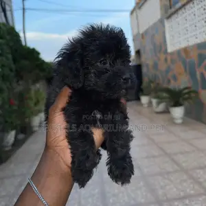 1-3 months Female Purebred Poodle