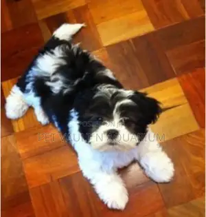 1-3 months Female Purebred Maltese