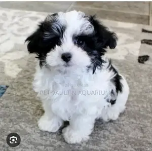 1-3 months Female Mixed Breed Maltese