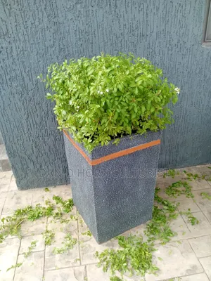 Flower and Pots
