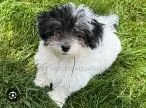 1-3 months Male Mixed Breed Maltese