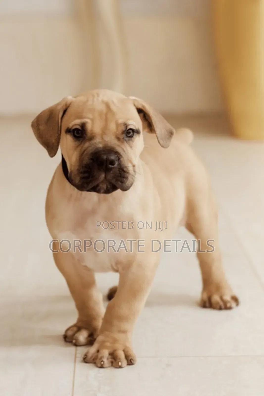 1-3 months Male Purebred Boerboel