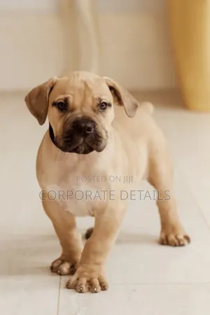 1-3 months Male Purebred Boerboel
