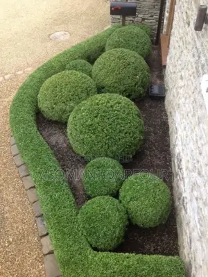 The Best Garden Services and Landscaping in Accra.