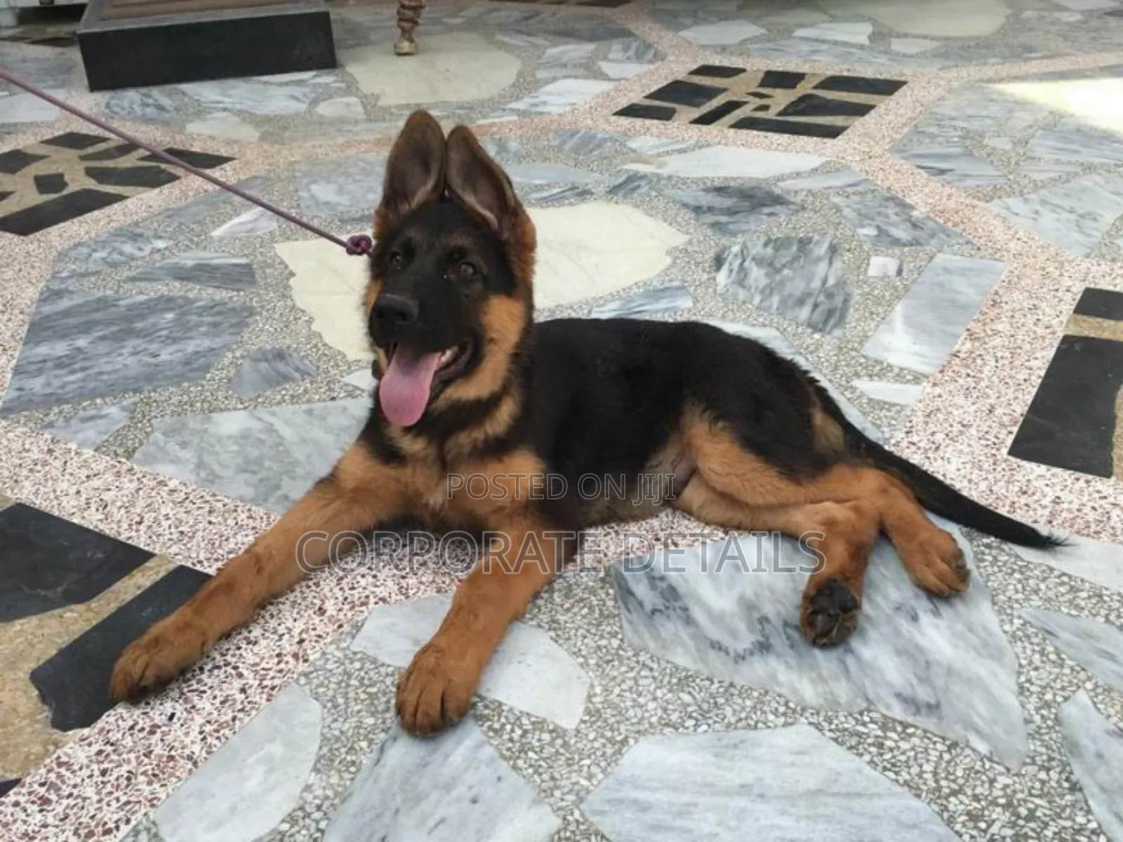 3-6 months Male Purebred German Shepherd