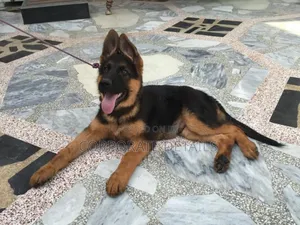 3-6 months Male Purebred German Shepherd