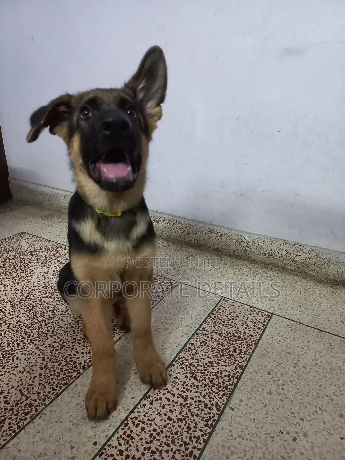3-6 months Male Purebred German Shepherd