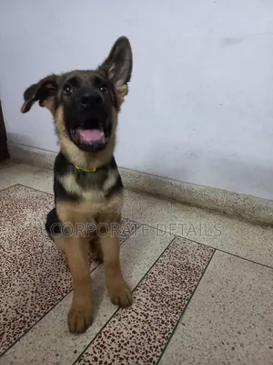 3-6 months Male Purebred German Shepherd