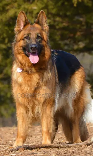 6-12 months Female Purebred German Shepherd