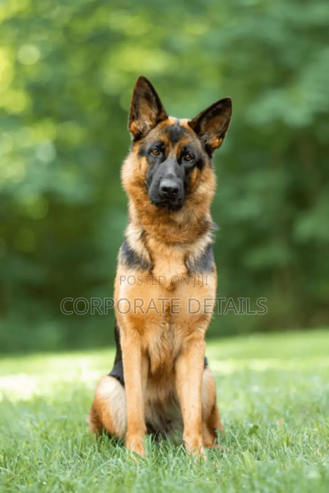6-12 months Female Purebred German Shepherd