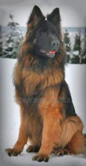 6-12 months Female Purebred German Shepherd