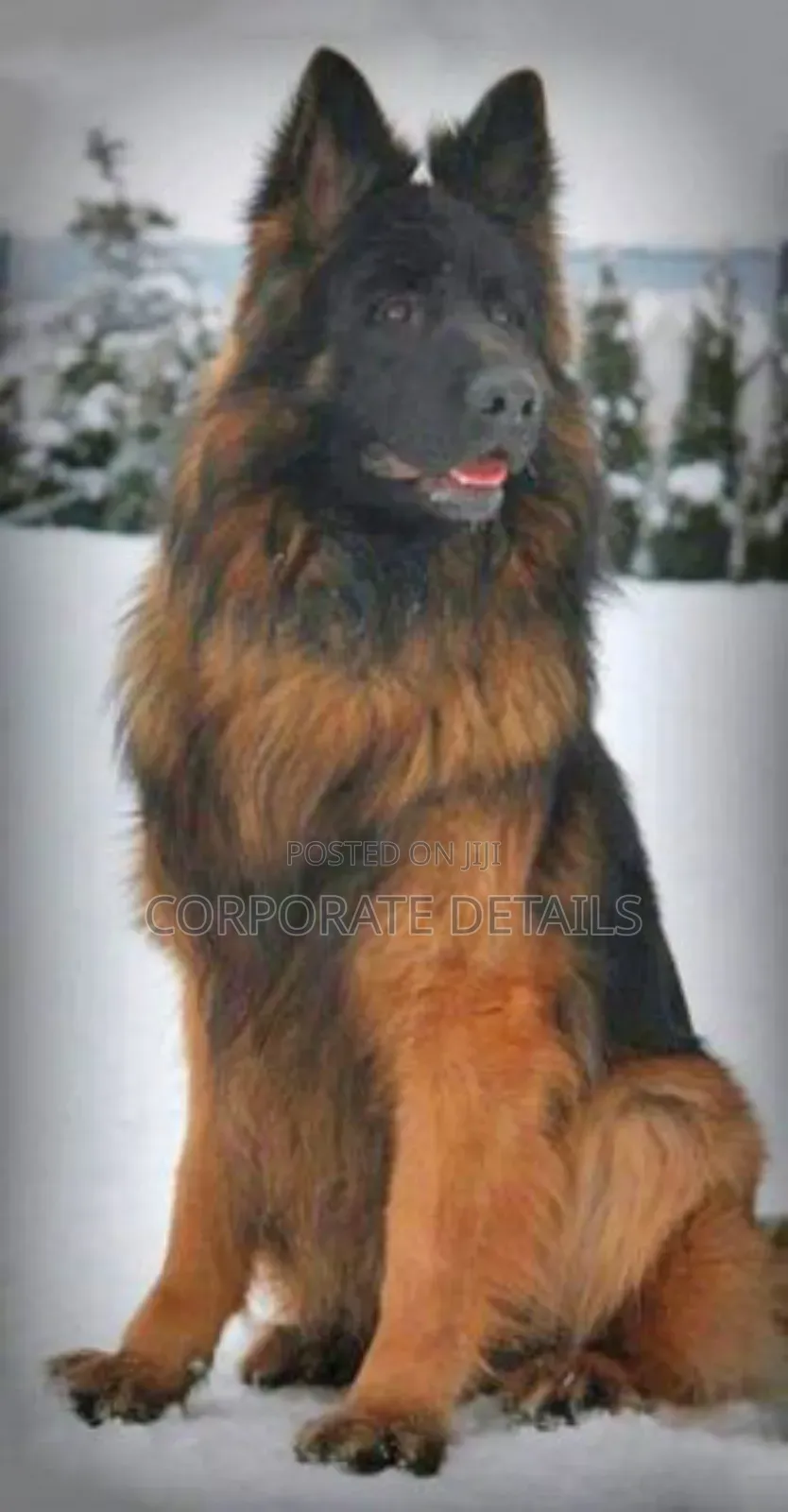 6-12 months Female Purebred German Shepherd