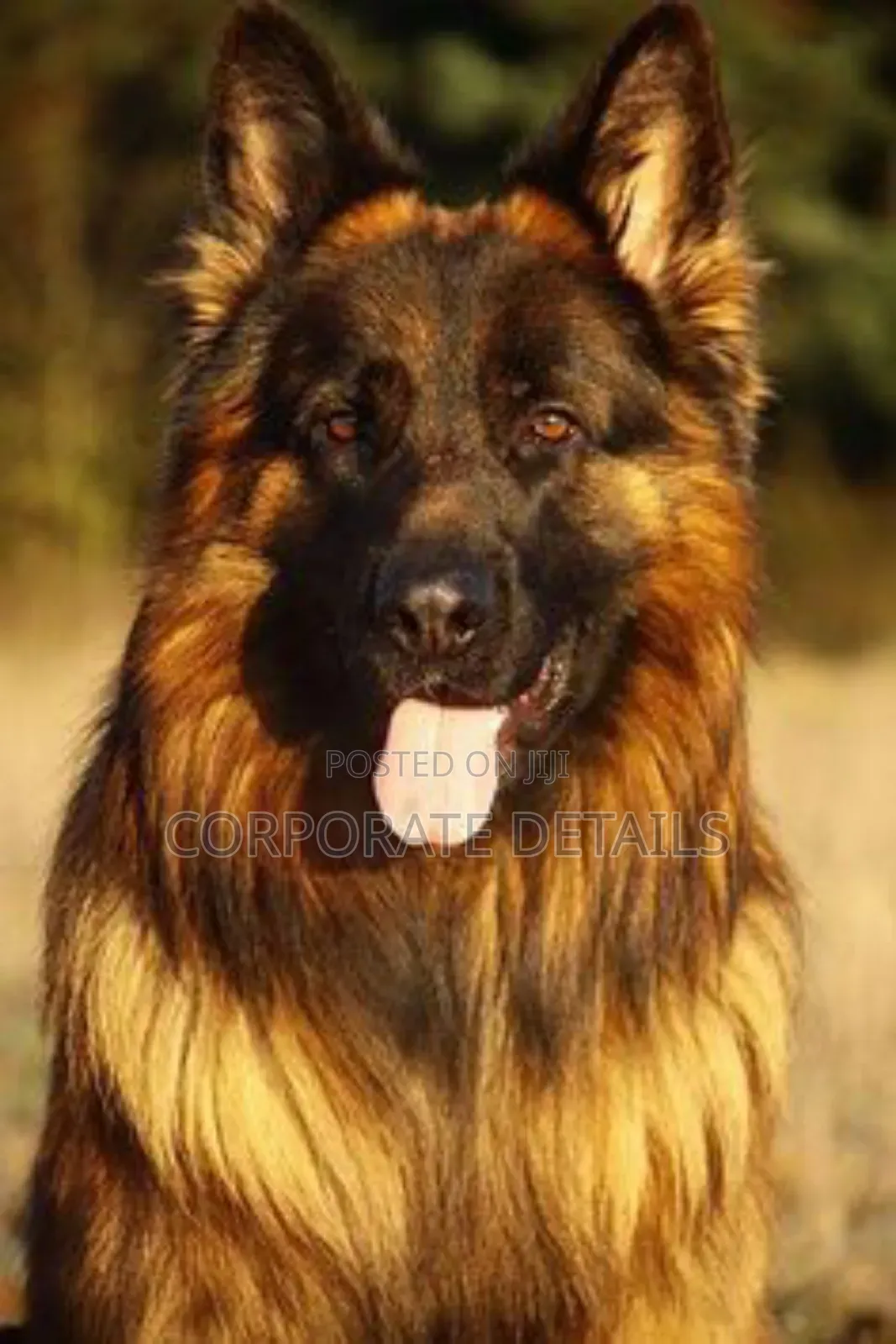 6-12 months Female Purebred German Shepherd