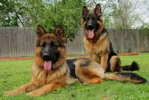 6-12 months Female Purebred German Shepherd
