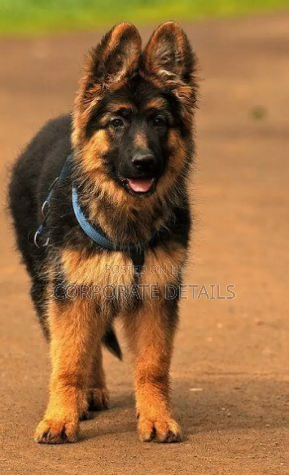 6-12 months Female Purebred German Shepherd