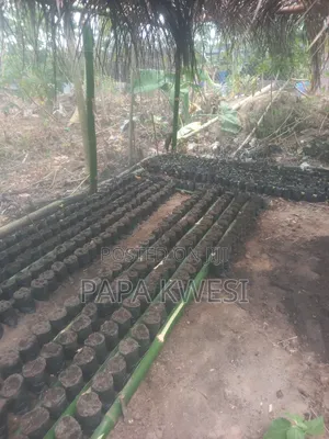 Trinitario Hybrid Cocoa of Criollo and Forastero Seedlings